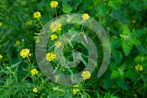 Green natural background. Herbs and yellow flowers of Sisymbrium