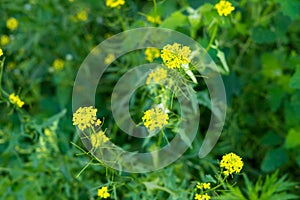 Green natural background. Herbs and yellow flowers of Sisymbrium