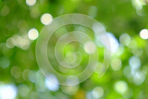 Green natural background of out of focus tree or bokeh