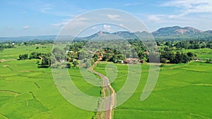 Green Natural background with peddy field