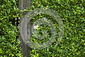 Green natural bush fence or boundary wall