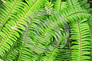 Green natural leaf background