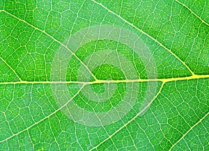 Green natural leaf texture