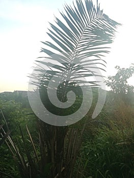 Green natural palm-tree vegetation
