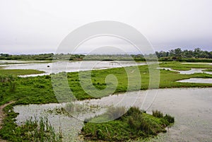 Green natural reserve at the Isle of The Cona