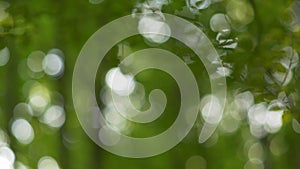 Green natural roundish bokeh background. Summer