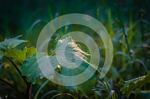 Green natural semi-blurred background of field grasses and burdock leaf. Sun glare in drops of dew.