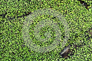 Green natural texture of lesser duckweed close-up