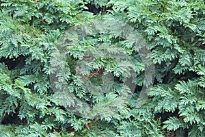 Green natural texture. Textured background. Foliage of thuja photo