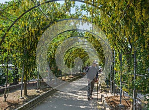 Green natural tunnel of plants and flowers