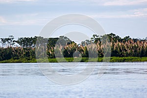 Green nature of amazon river from the boat sie of view in Leticia, Colombia