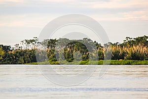 Green nature of amazon river from the boat sie of view in Leticia, Colombia