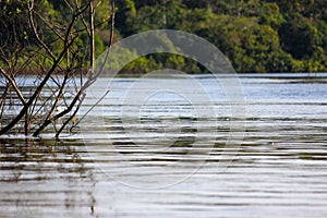 Green nature of amazon river from the boat sie of view in Leticia, Colombia