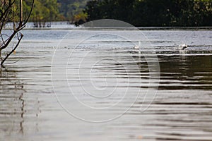 Green nature of amazon river from the boat sie of view in Leticia, Colombia