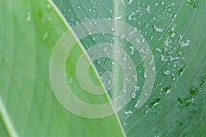 Close up tropical plant leaves with droplets on skin surface