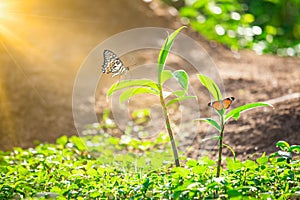 Green nature background with butterfly on leaf. A life and a plant texture. Environment concept for sustainable.