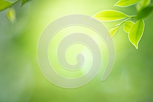 Green nature background for ecology and freshness concept