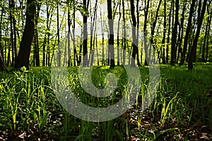 Green nature background. Forest, trees and sun rays. Colorful spring nature background