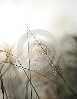 Green nature background with sky, sun,grass