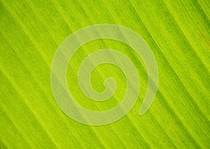 Green nature banana leaf texture background.