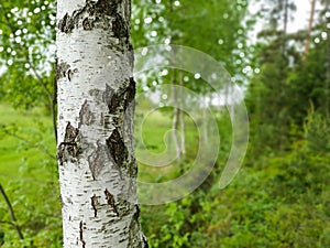 Green nature, birch forest landscape