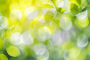 Green nature bokeh background with sunlight and blurred tree branch