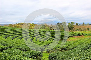 Green nature at Choui Fong Tea Plantation