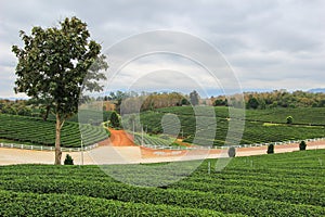 Green nature at Choui Fong Tea Plantation