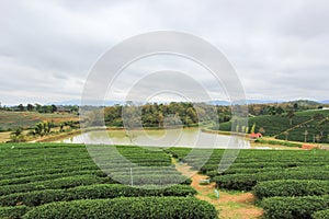 Green nature at Choui Fong Tea Plantation