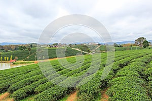 Green nature at Choui Fong Tea Plantation