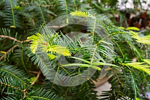 Green nature closeup background with young branches