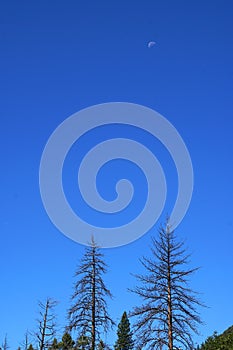 Green nature dead Pine tree with blue sky background in yosemite national park - united states of america , california USA   with