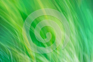 Green nature decorative backdrop fast speedy motion no focus