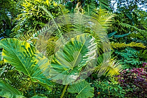 Green nature of Fern and trees in tropical garden nture background