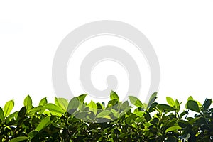 Green nature foliage down border