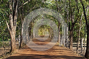 Green nature forest. Beautiful forest with country road at sunset. Colorful landscape with trees rural road orange.