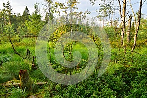 Green Nature forest trees