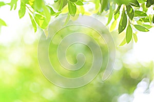 Green nature fresh spring background leaf green in the garden.Concept organic leaves green and clean ecology in summer sunlight pl