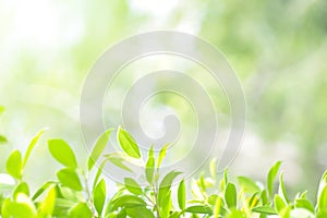 Green nature fresh spring background leaf green in the garden.Concept organic leaves green and clean ecology in summer sunlight pl