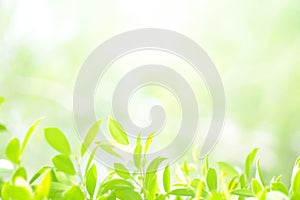 Green nature fresh spring background leaf green in the garden.Concept organic leaves green and clean ecology in summer sunlight pl