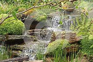 Green Nature Garden decoration of Mini waterfall set with stone and tropical fern plant forest patterns in the garden