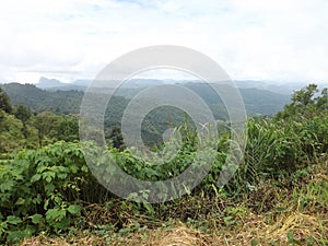 Green nature landscape, jungle in Thailand