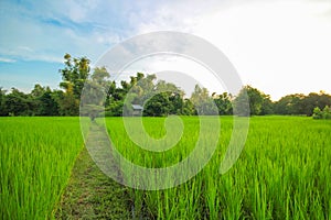Green nature landscape with Paddy jasmine rice field