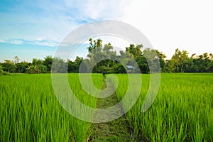 Green nature landscape with Paddy jasmine rice field