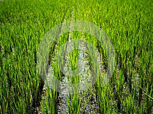 Green nature landscape with Paddy jasmine rice field in Thailand