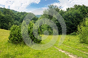 Green nature landscape in summer