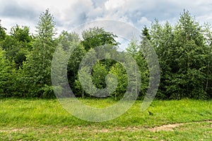 Green nature landscape in summer