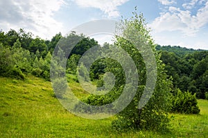 Green nature landscape in summer