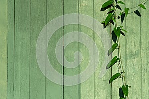 Green nature leave on vintage wood painted textured wall background