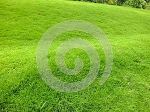 Green nature meadow ecosystem outdoor scenic non -woody